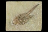 Fossil Crinoid (Macrocrinus) - Crawfordsville, Indiana #150426-1